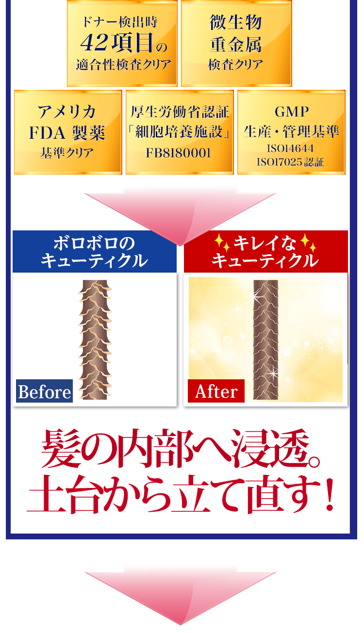 お肌だけでなく、美髪にも土台から立て直す!