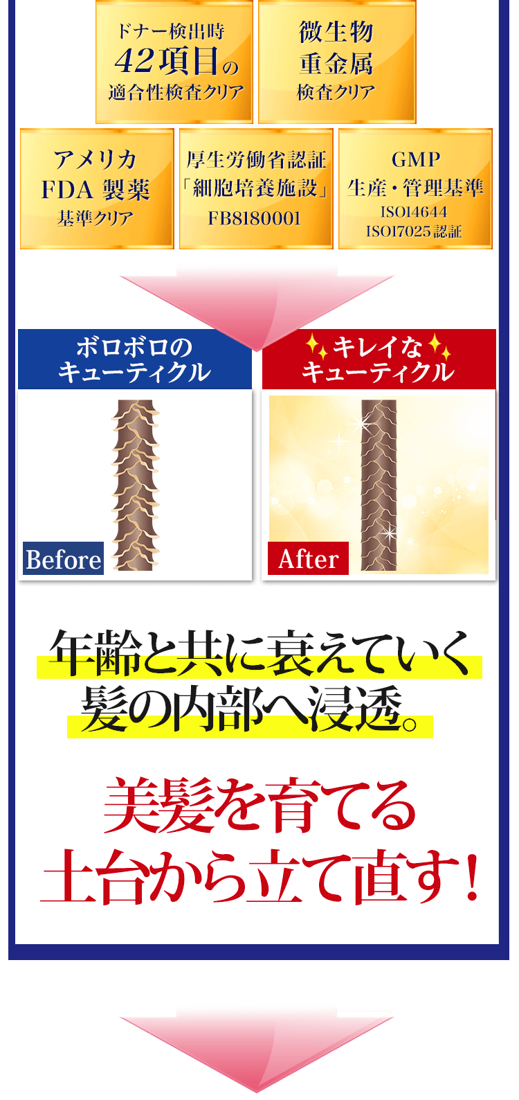 お肌だけでなく、美髪にも土台から立て直す!